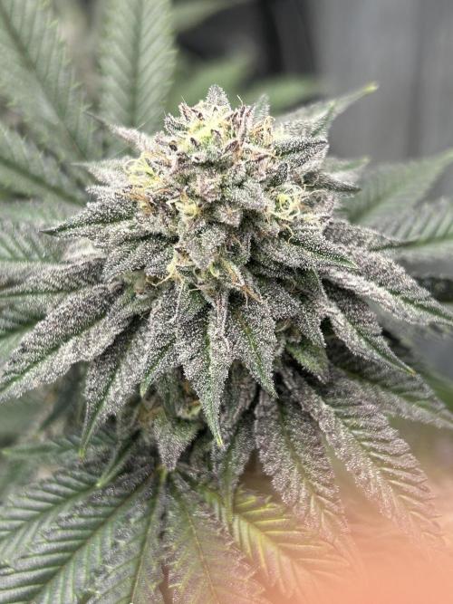 Nasha & Shadow Corp🚀🚀🚀. Week 8