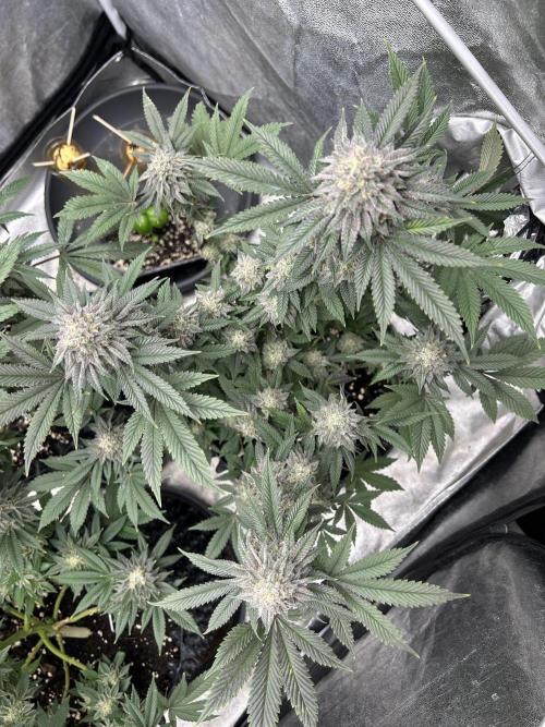 Nasha & Shadow Corp🚀🚀🚀. Week 8
