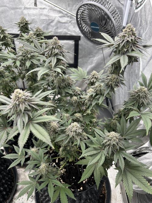 Nasha & Shadow Corp🚀🚀🚀. Week 8