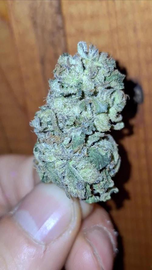 Farmer's Garden 2024