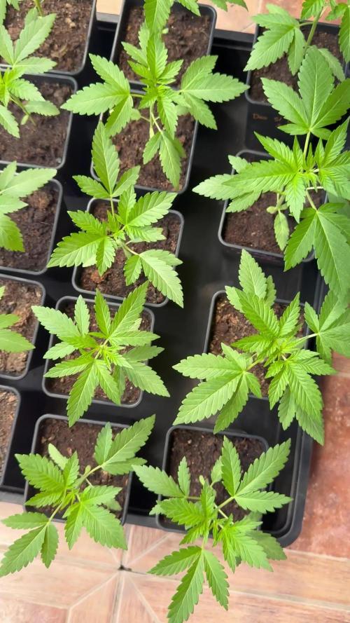 Blue Sunset Sherbert 2k25