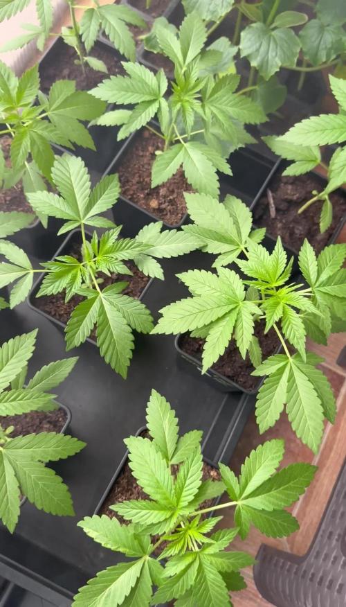 Girl Scout Cookies Season 2k25