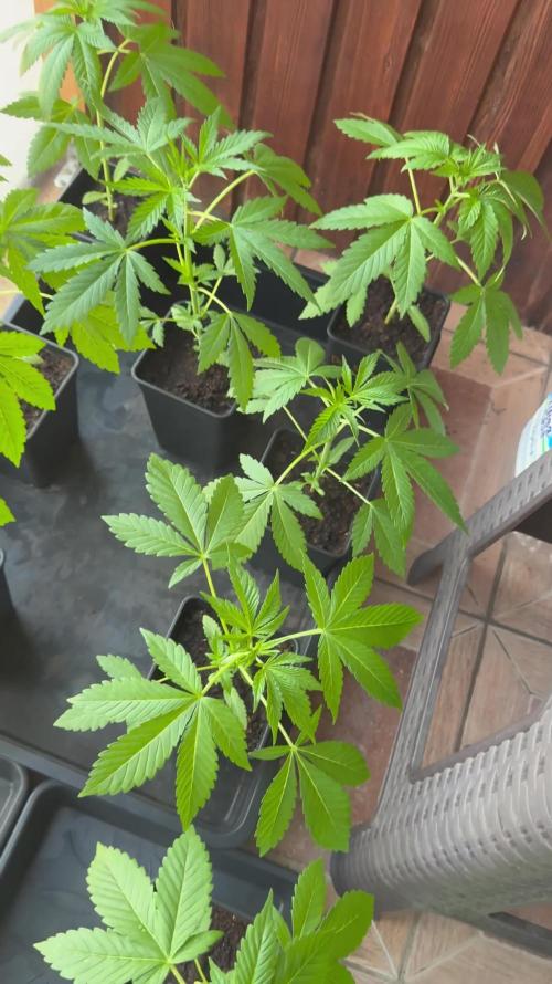 Blue Sunset Sherbert 2k25