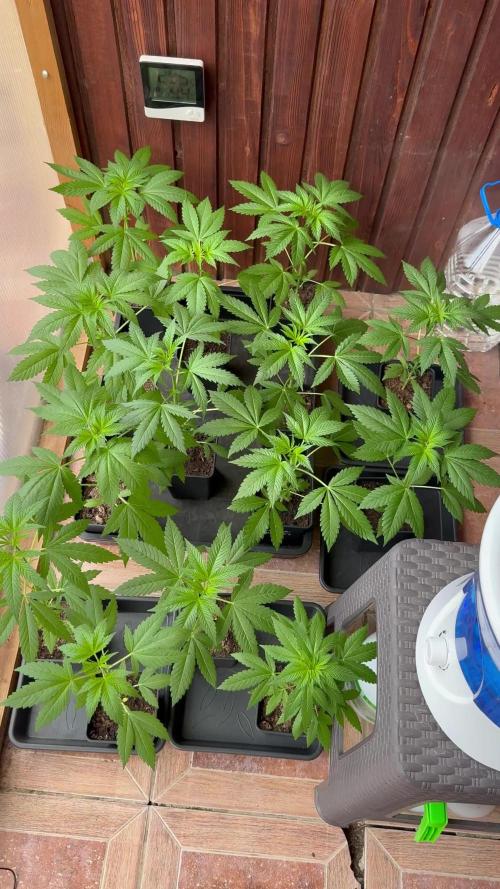 Girl Scout Cookies Season 2k25