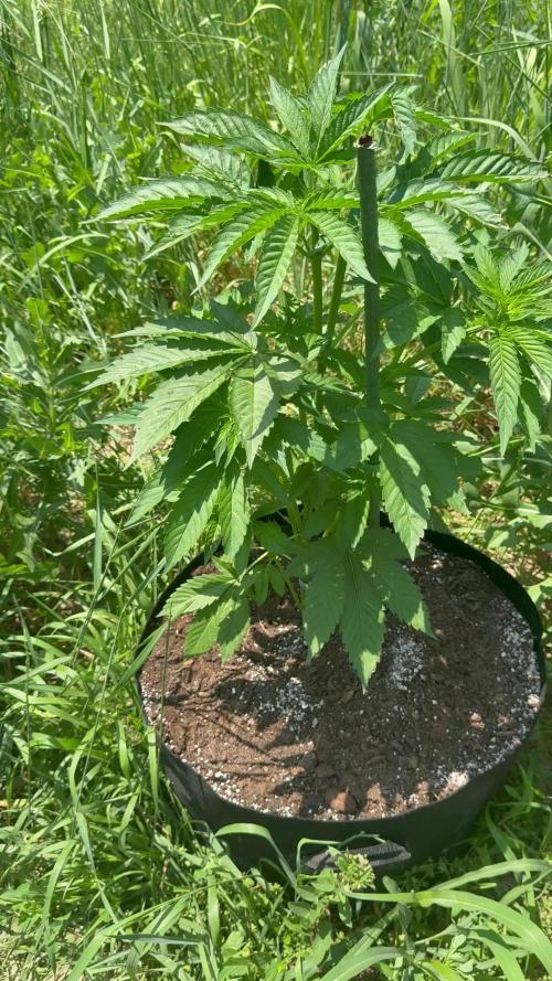 Rainbow Sherbet season 2k25