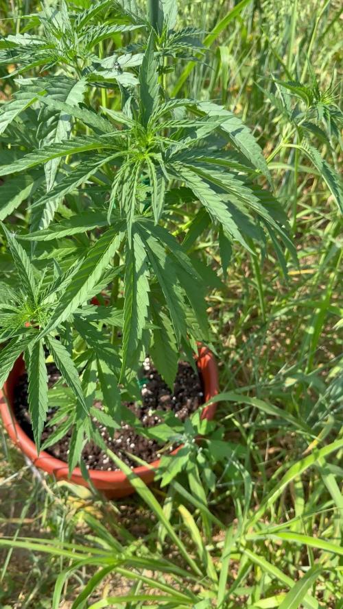 Blue Sunset Sherbert 2k25