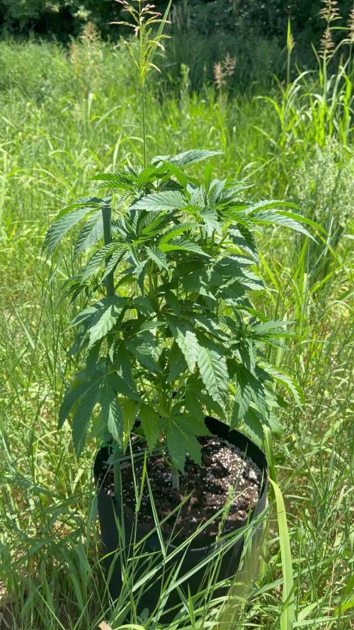 Rainbow Sherbet season 2k25