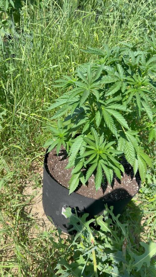 Girl Scout Cookies Season 2k25