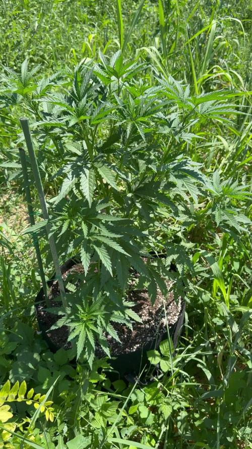 OG KUSH Season 2k25