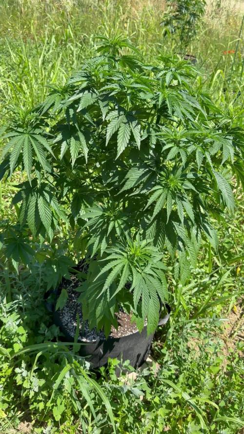 Wedding Cake Season 2k25