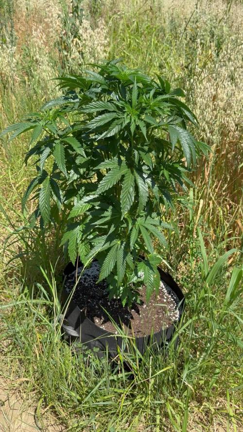 Rainbow Sherbet season 2k25