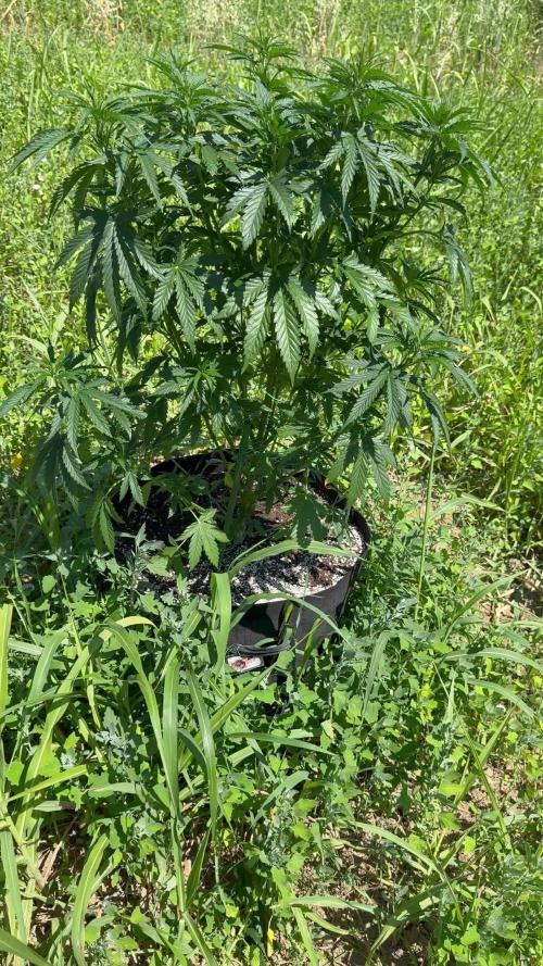 OG KUSH Season 2k25