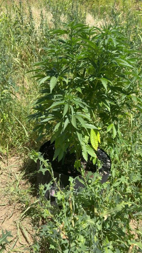 Girl Scout Cookies Season 2k25