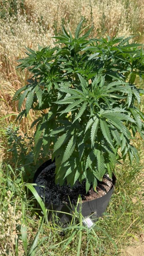 Rainbow Sherbet season 2k25