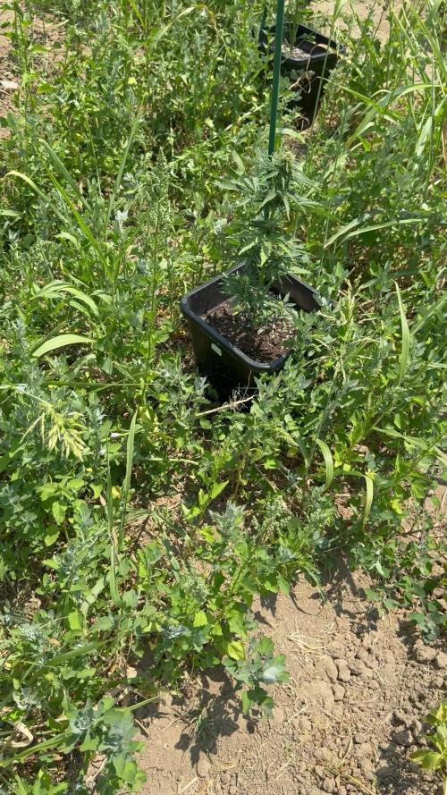 Dwarves 2k25 Runtz Auto