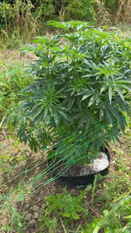 Rainbow Sherbet season 2k25