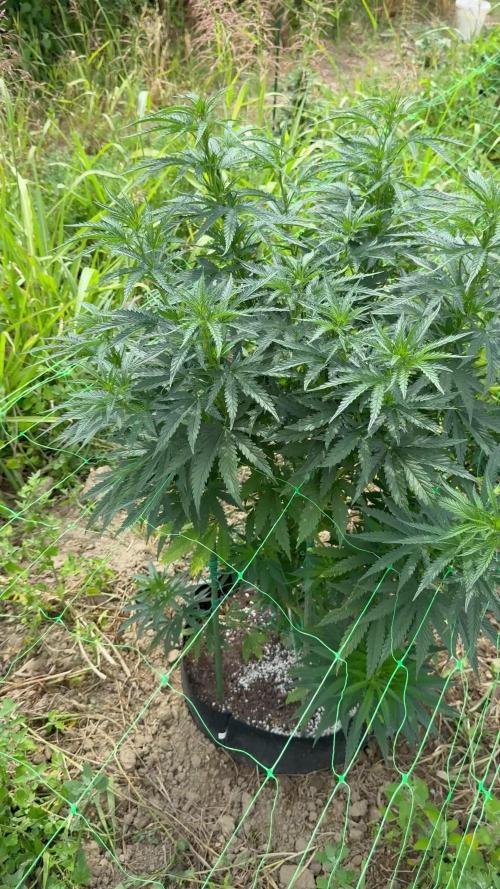 OG KUSH Season 2k25