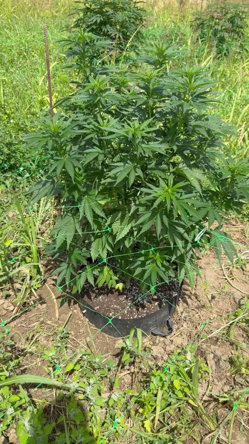 Girl Scout Cookies Season 2k25