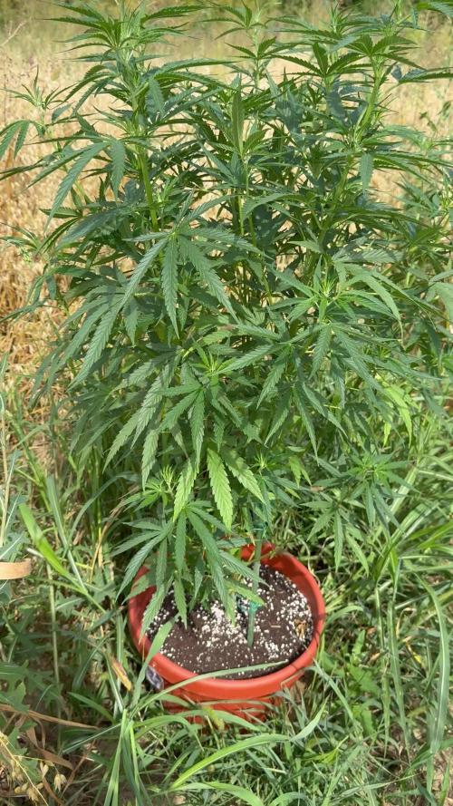 Blue Sunset Sherbert 2k25