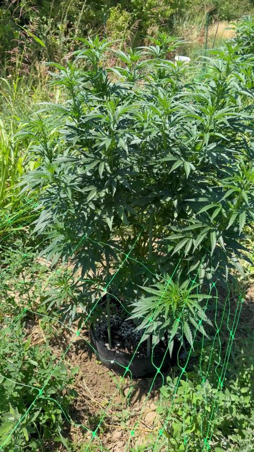 OG KUSH Season 2k25