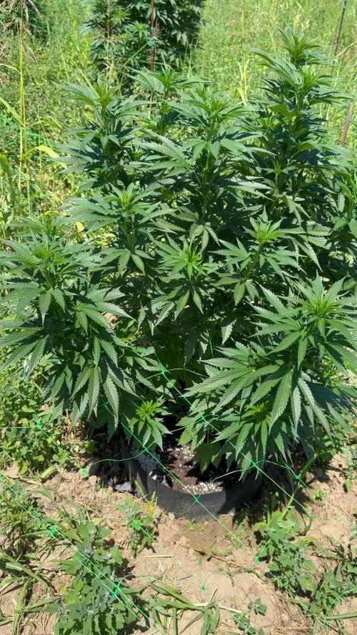 Girl Scout Cookies Season 2k25