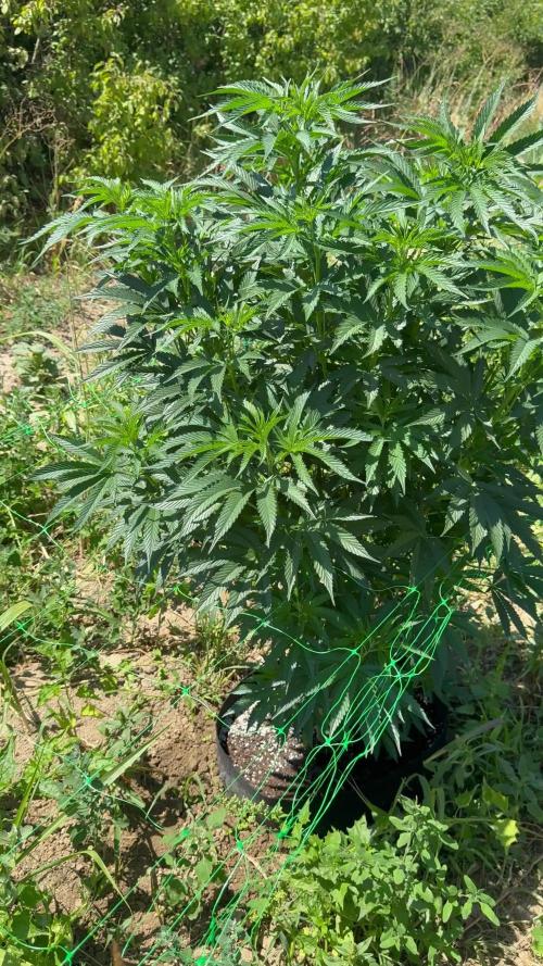 Rainbow Sherbet season 2k25