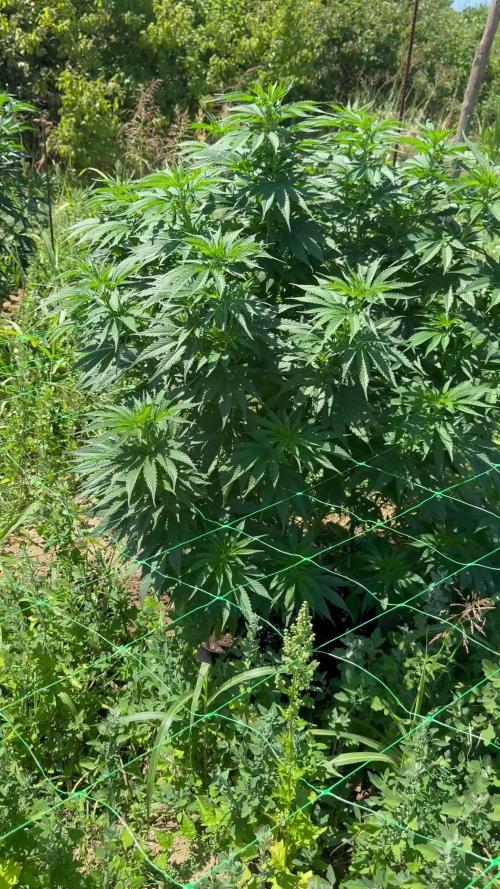 Wedding Cake Season 2k25