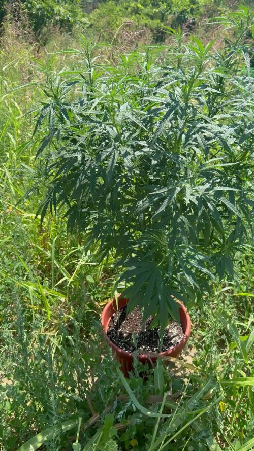 Blue Sunset Sherbert 2k25