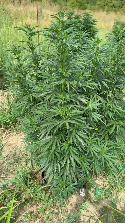 OG KUSH Season 2k25
