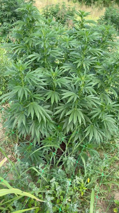 Girl Scout Cookies Season 2k25