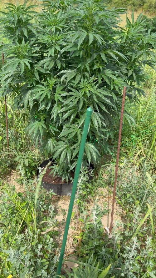 Rainbow Sherbet season 2k25