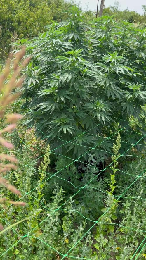 Wedding Cake Season 2k25