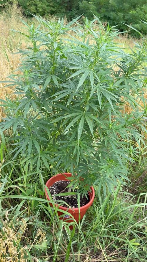 Blue Sunset Sherbert 2k25