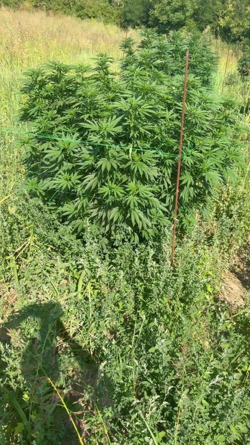 Girl Scout Cookies Season 2k25