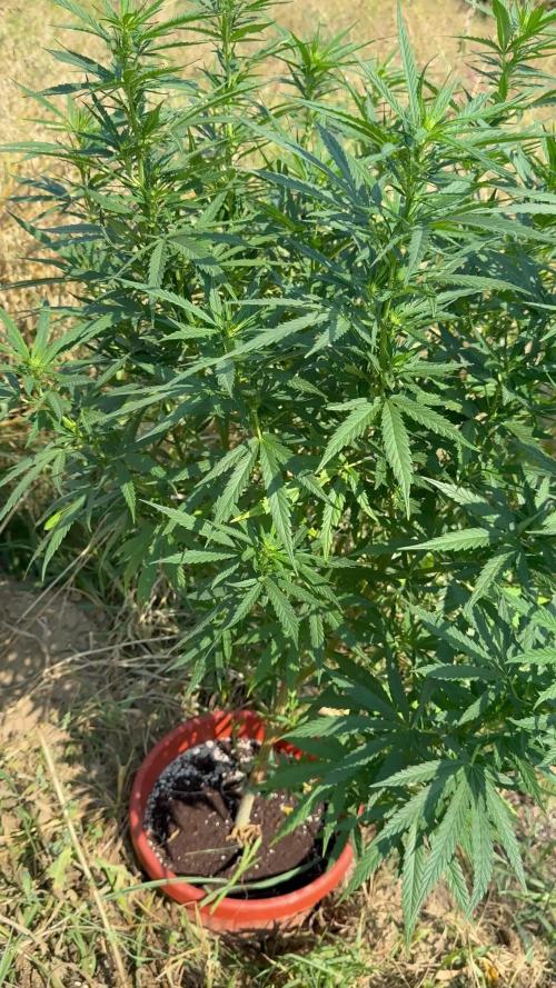 Blue Sunset Sherbert 2k25