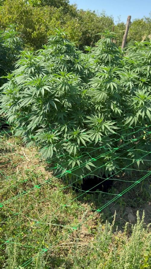 Wedding Cake Season 2k25