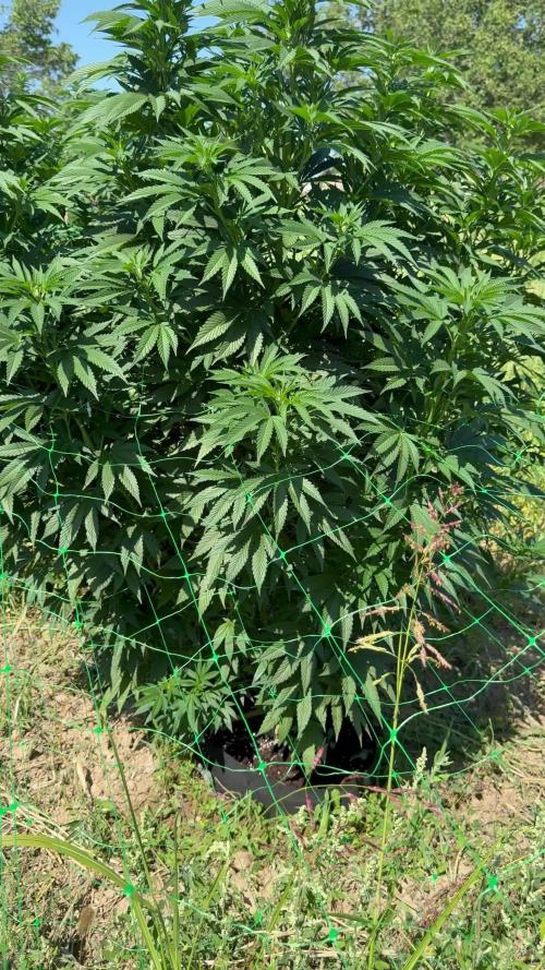 Deservedly back in the garden-Dos Si Dos 33# 2k25 season