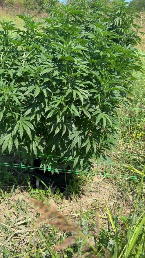 Rainbow Sherbet season 2k25