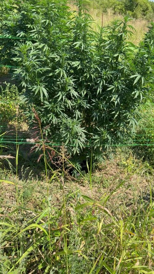 OG KUSH Season 2k25