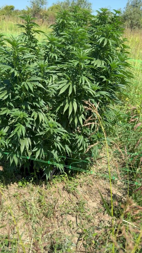 Girl Scout Cookies Season 2k25