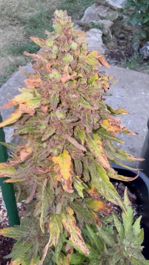 Dwarves 2k25 Runtz Auto