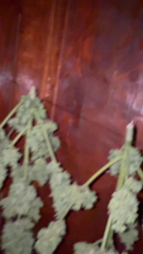 Dwarves 2k25 Sour Diesel Auto