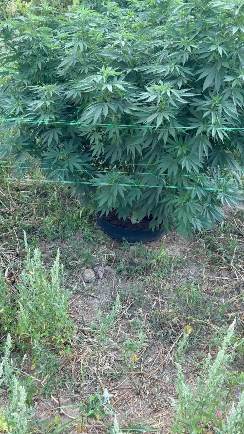 Wedding Cake Season 2k25