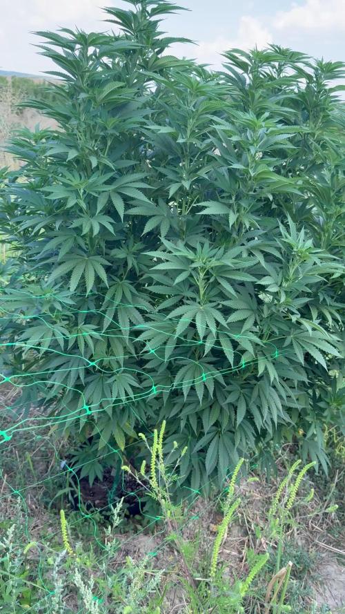 Deservedly back in the garden-Dos Si Dos 33# 2k25 season