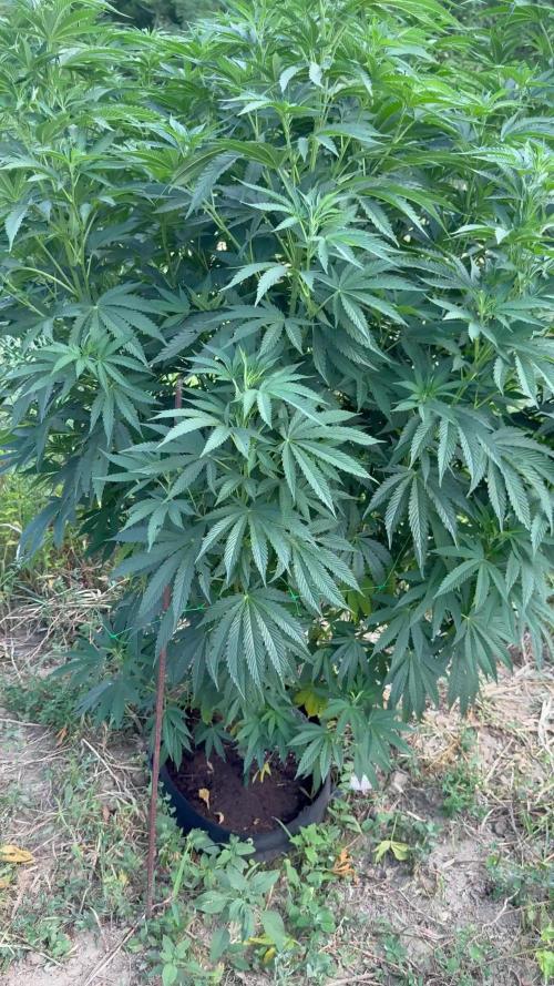 Rainbow Sherbet season 2k25