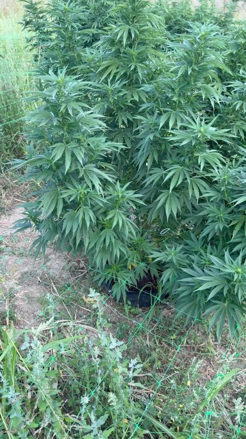 Girl Scout Cookies Season 2k25