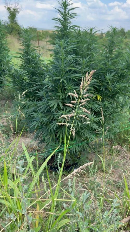 OG KUSH Season 2k25