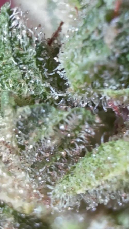 Dwarves 2k25 Runtz Auto