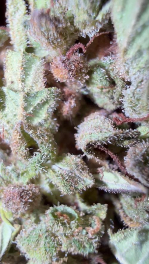 Dwarves 2k25 Sour Diesel Auto