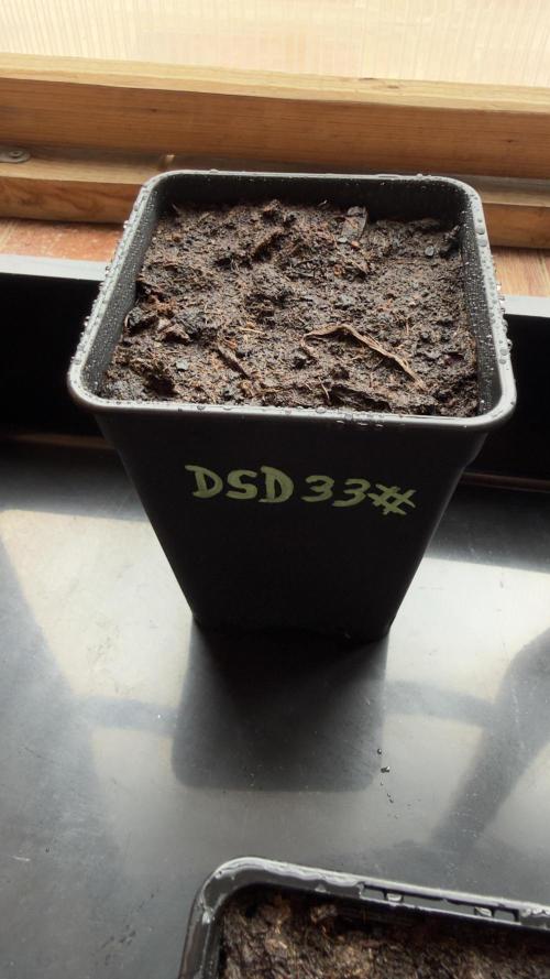 Season 2026# Dos Si Dos 33# Barneys Farm. Week 0